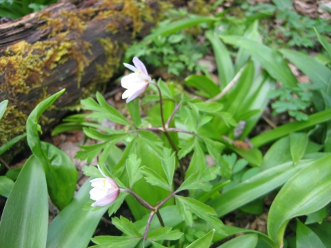 Anémone des bois