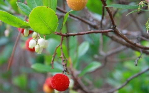 Arbousier ou arbre à fraises