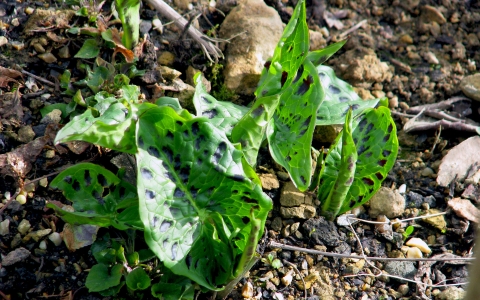 Arum tacheté