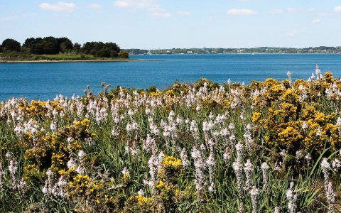 Asphodèle d'Arrondeau
