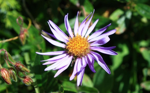 Aster des Alpes