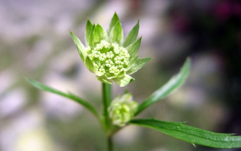 Sanicle des montagnes