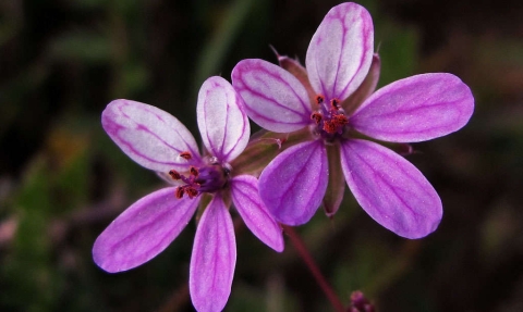Bec-de-grue  - Erodium à feuilles de cigue