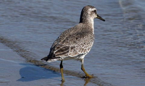 Bécasseau maubèche