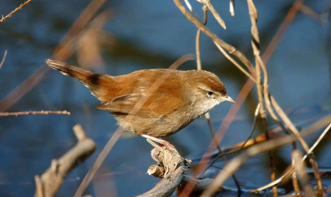 Bouscarle de Cetti