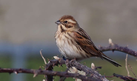 Bruant des roseaux