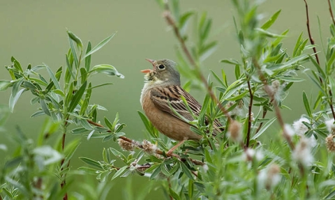 Bruant ortolan