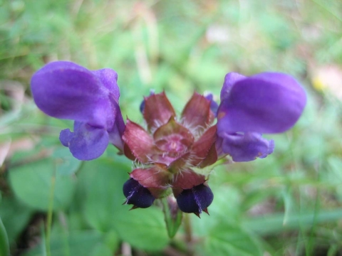 Brunelle à grandes fleurs