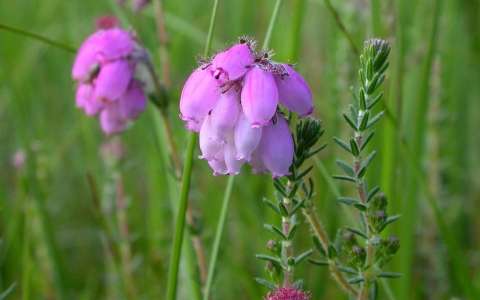 Bruyère à quatre angles