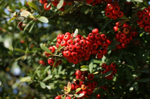 Buisson ardent
