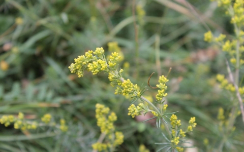 Caille-lait jaune