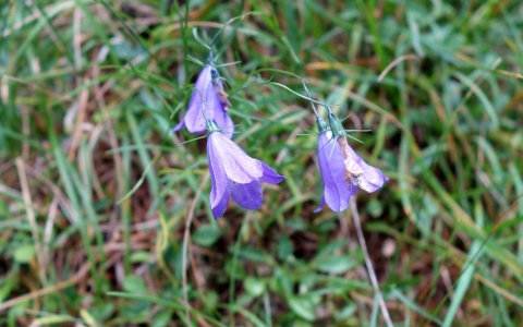 Campanule de Scheuchzer