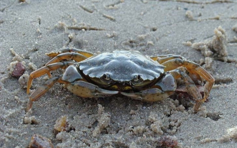 Crabe vert
