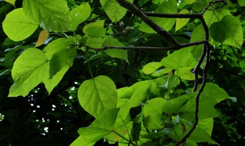 Catalpa commun