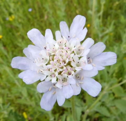 Céphalaire blanche