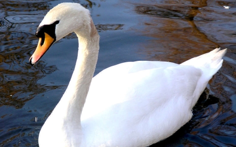 Cygne tuberculé