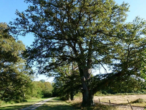 Chêne pédonculé