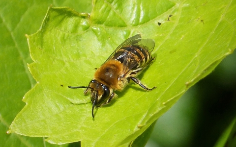 Abeille du lierre