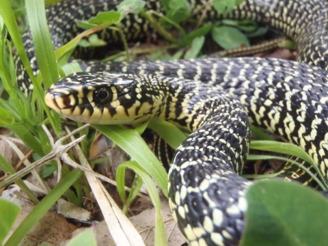 Couleuvre verte et jaune