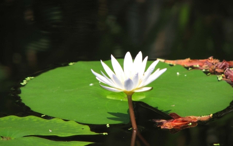 Nénuphar blanc