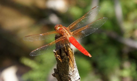 Crocothemis erythraea