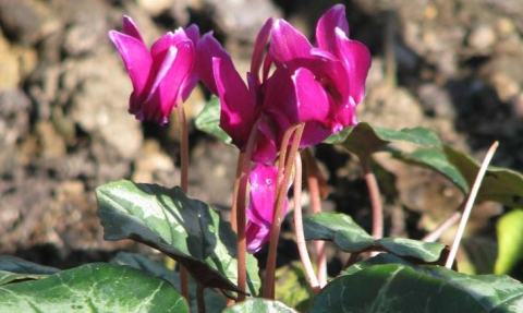 Cyclamen de Naples