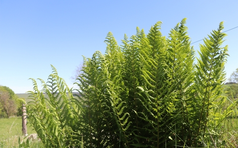 Dryoptéris des montagnes