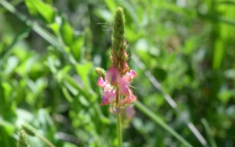 Sainfoin