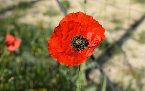 Coquelicot