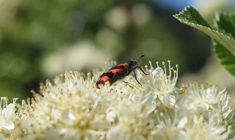 Clairon des abeilles