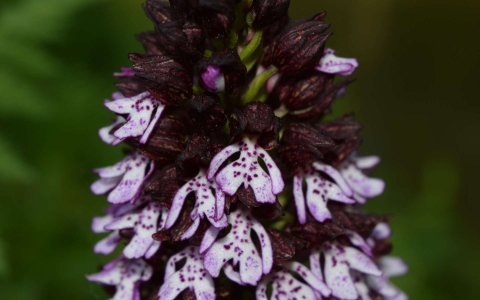 Orchis pourpre