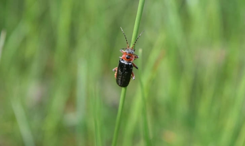 Cantharis rustica - Le Moine