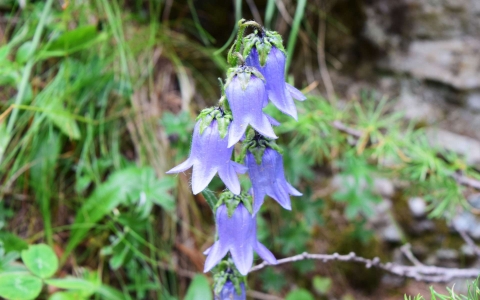 Campanule barbue