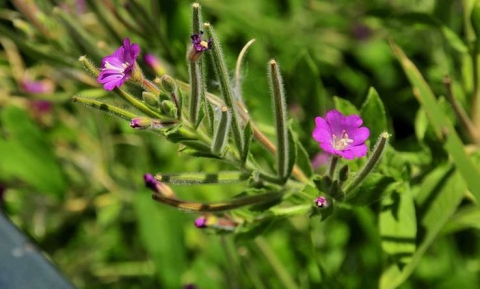 Epilobe à grandes fleurs - épilobe hirsute