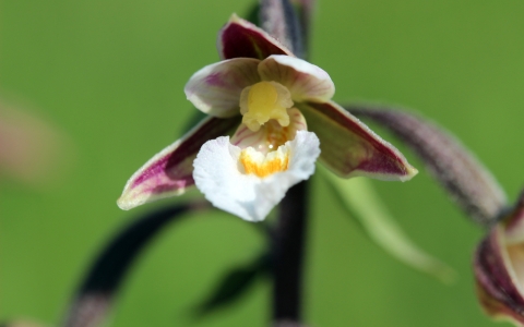 Epipactis