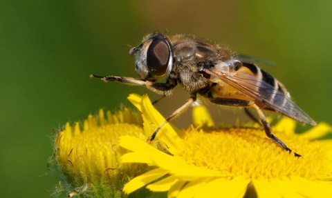 Eristale des arbustes 