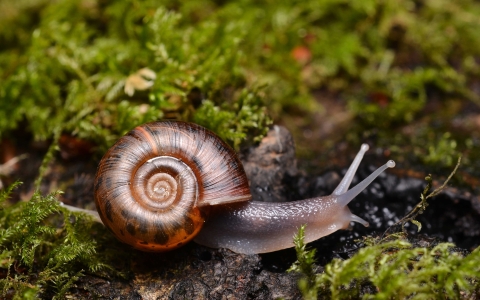 Escargot de Quimper