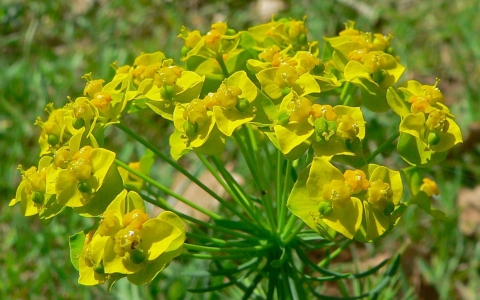 Euphorbe petit-cyprès