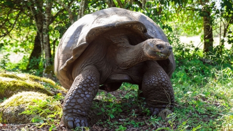 Tortue géante de terre