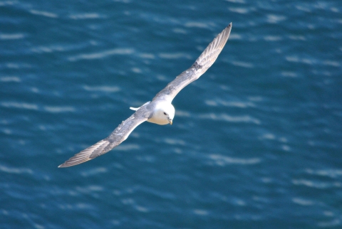 Fulmar boréal