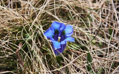 Gentiane acaule