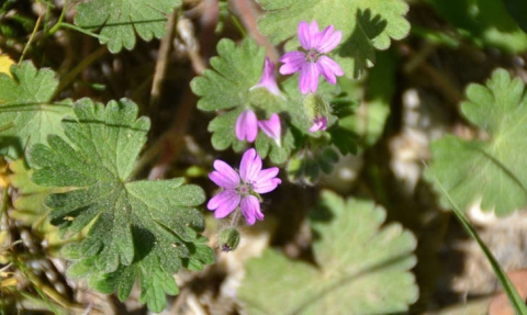 Géranium à feuilles molles