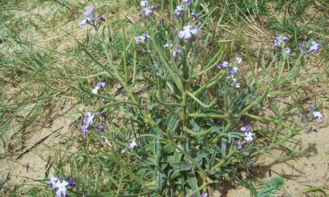 Giroflée des dunes 