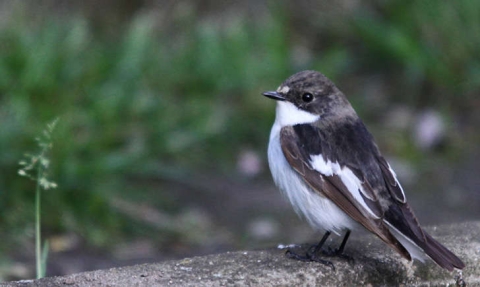 Gobemouche noir