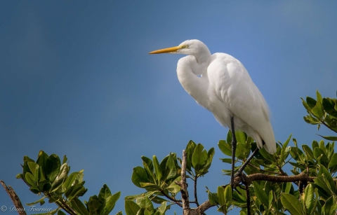 Grande aigrette