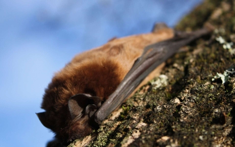 Grande noctule