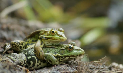 Grenouille rieuse