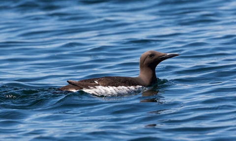 Guillemot de Troïl