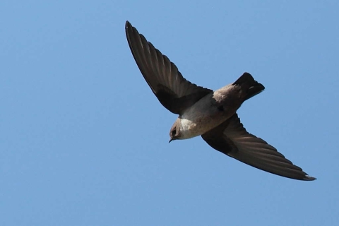 Hirondelle des rochers