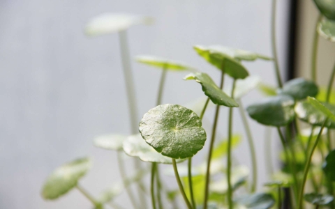 Ecuelle d'eau - Hydrocotyle commun